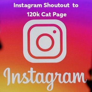 Instagram Shoutout to 120k Cat page