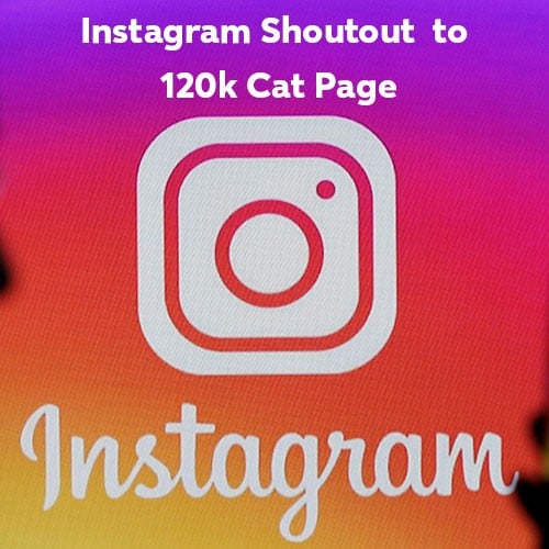 Instagram Shoutout to 120k Cat page