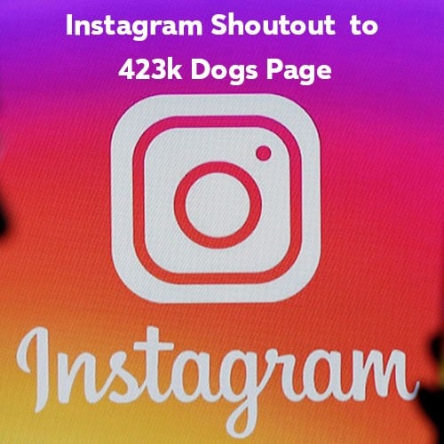 Instagram Shoutout to 423k dogs page