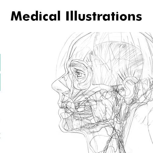 Anatomy and Medical illustration Drawings